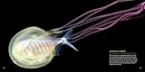 Planktonia: The Nightly Migration of the Ocean's Smallest Creatures