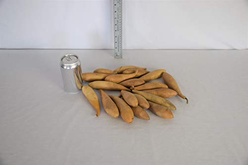 Box of 20 Dried Banana Gourds - Gourds for Crafts and Decorating
