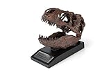 The Nation's T-Rex Skull Statue | Smithsonian Fossil Replica | 6-Inch Tall Tyrannosaurus Rex Desk Statue | 1:10 Scale