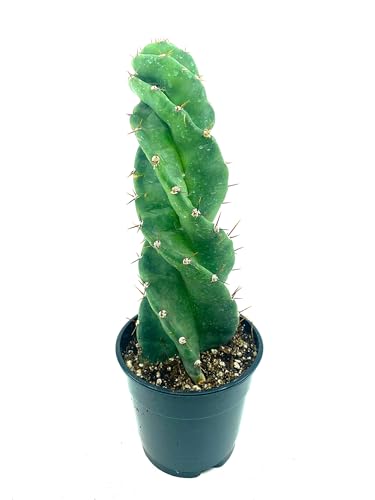 12"-14" Tall Spiral Cactus Live Plant-Cereus Forbesii, Hardy and Drought Tolerate, Easy/Fast to Grow Indoor/Outdoor. (Spiral Cactus)
