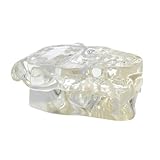 Transparent Felidae Resin Feline Teeth Model,Cat Teeth Model,Cat Dentition Model