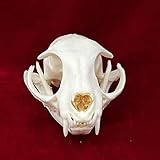 CLLOEAT Taxidermy Real Animals Skulls, Real Bones Specimen, Taxidermy Supplies for Science Education, Special Gift