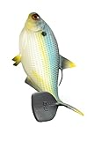 13 FISHING - BAMF Shad - Soft Plastic Boot Tail Swimbait - 8" - 3oz - Epic Shad - 1 Bait Per Pack - CB-BAMF8-30