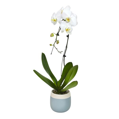 Large White Live Orchids Blooming in 5" Blue & White Orchid Pot, Pet Friendly Live Plant Gifts for Plant Lovers, Approx. 22"+ Tall, Real Houseplants, Phalaenopsis Moth Flowers by Plants for Pets