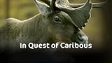 In Quest of Caribous