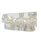 Transparent Felidae Resin Feline Teeth Model,Cat Teeth Model,Cat Dentition Model