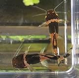 Bumblebee Catfish (Pack of 3) - Live Fish for Aquarium Exotic Freshwater Live Fish Live Aquarium Fish Live Fish Live Freshwater