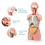 JNMFTD Human Torso Anatomy Model, 33.4" 17 Part Removable Life-Size Model with Heart Brain Visceral Organ Muscular Layers Bone Vessels Nerves Includes Product Manual for Medical Scientific Education