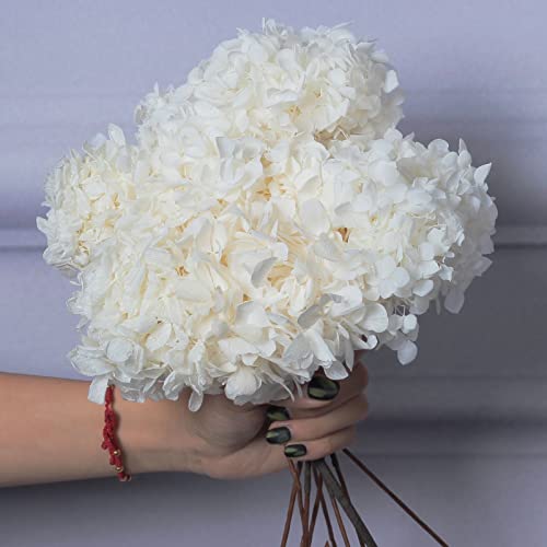 5 PCS Dried Preserved White Hydrangea Flowers - Length 14'' Corolla Size 3''-4'' Real Hydrangeas Petals Handmade for Vase, Arrangement Boho Style Home House Office Wedding Shower Valentine's Decor