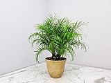 Roebellenii Palm Tree with Pot - Live Palm Tree Plant Kit - Overall Height 30" to 36" - Tropical Plants (Honeysuckle Fossil)