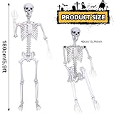 5.9Ft Halloween Skeleton Posable Skeleton Life Size Skeleton Plastic Full Body Human Skeleton for Halloween Decorations