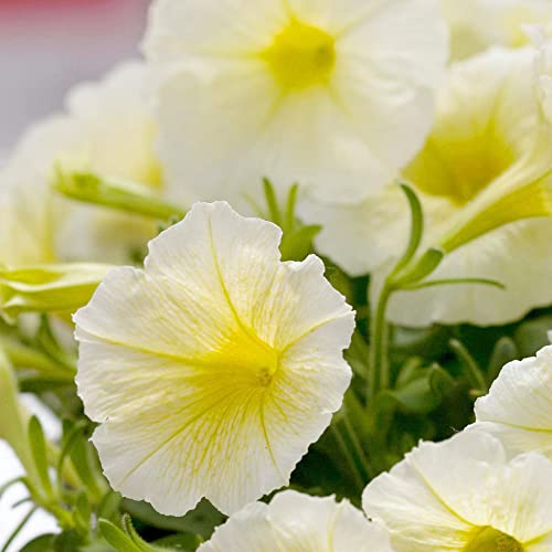 Shock Wave Yellow' Petunia Seeds Annual Perennial Attracts Butterflies & Hummingbirds Low Maintenance Hanging Baskets Borders Containers Outdoor 50Pcs Flower Seeds by YEGAOL Garden