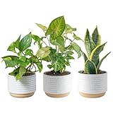 Costa Farms Live Plants (3 Pack), Easy to Grow Real Indoor Houseplants, Air Purifying Plants, Grower's Choice in Home Décor Indoors Plant Pots, New House Gift or Room Décor