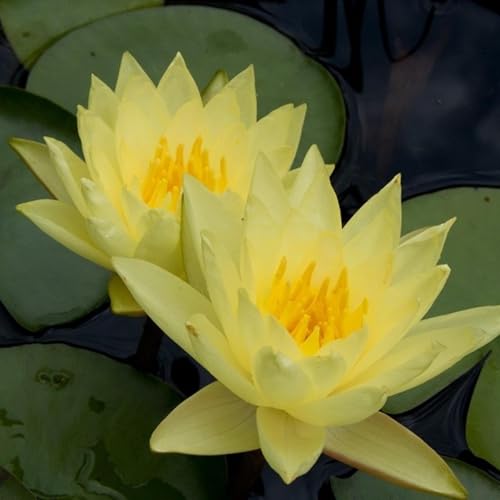 Chalily Water Lily Aquatic Plants Live Lilies Real Small or Big Pond Plant Lilly Ponds Cold Hardy Pads Grow waterlillies Flowering rhizomes Outdoor lilys Waterlily Lillies pre Grown lillys pad Yellow