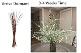 Snow Willow Living Vase Decor - 30 Branches - Grows in Just Water for Weeks - Approx 16-24 Inches Tall