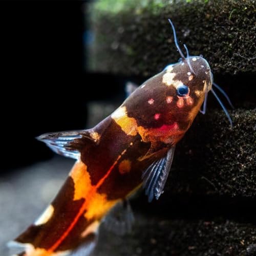 Bumblebee Catfish (Pack of 3) - Live Fish for Aquarium Exotic Freshwater Live Fish Live Aquarium Fish Live Fish Live Freshwater