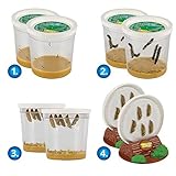 Insect Lore Butterfly Garden | Original 12" Habitat and Two Cups of Live Baby Caterpillars | Life Science & STEM Education Kit