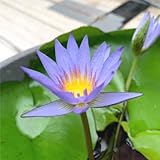 Mainam Blue Nymphaea Geena Live Aquarium Plant Tropical Water Lilies Tuber for Freshwater Fish Pond Balcony