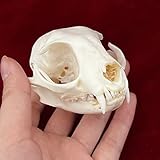 CLLOEAT Taxidermy Real Animals Skulls, Real Bones Specimen, Taxidermy Supplies for Science Education, Special Gift