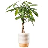 Costa Farms Money Tree Live Plant | 12-16 Inches Tall Bonsai | Easy to Grow Indoor Houseplant in Plant Pot | Home, Office, or Room Decor | Birthday, Housewarming Gift