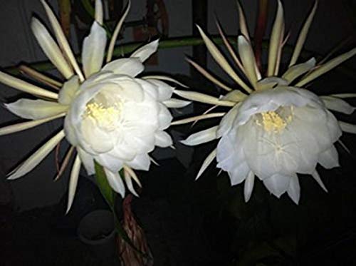 Night Blooming Cereus - Queen of The Night