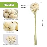 MIHUAGE Dried Flower Globe Amaranth with Wheat Straw Natural 40PCS Bouquet for Vase Home Decor Party DIY Arrangement(Beige White)