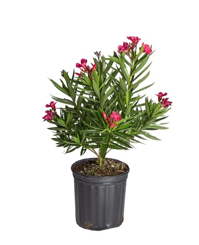 Large - Oleander Bush - GrowPot - GrowPot - 01 - AM