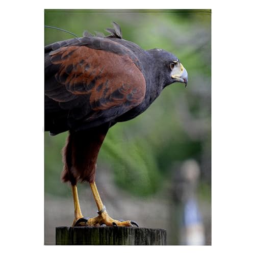 3dRose Susans Zoo Crew Animals - Falcon on Post - Towels (twl-178448-2)