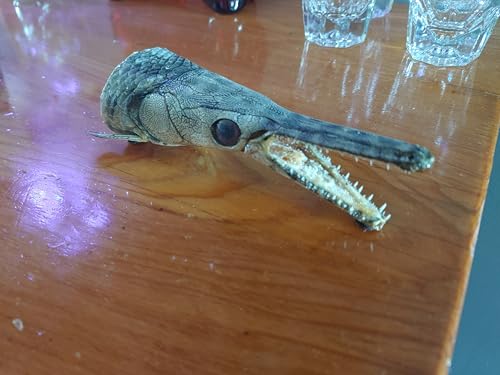 Chat Noir Real mummified Alligator Gar Skull Taxidermy Head Genuine Fish