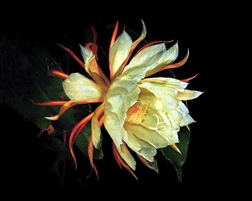 Flower Wall Art, beautiful night bloom, Queen of the Night, Beautiful flower photo, Cereus wall art, Flower print, Cereus flower art
