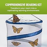 Nature Gifts Live Butterfly Kit - School-Sized Educational Experience with 32 Painted Lady Caterpillars - Pop-Up Cage, and Comprehensive Rearing Supplies for Classroom Engagement