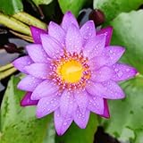 Mainam Nymphaea King Blue Live Aquarium Plant Tropical Water Lilies Tuber for Freshwater Fish Pond Balcony