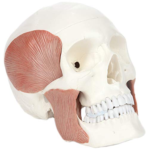 3-Part Human Skull Model with Masticatory Muscles, Life Size Anatomical Skull Cast from Real Human Bones Shows Range of Motion of Jaw, Made by Axis Scientific