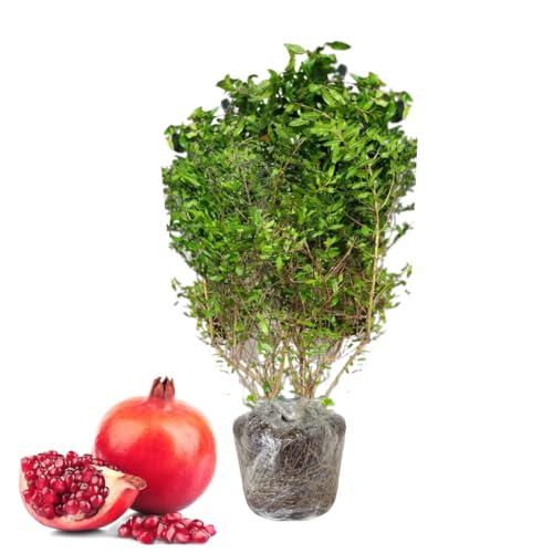 Sweet Pomegranate Tree Live Plant, 10-12" Tall, Wonderful Pomegranate Tree, Zone 8 to 11, Well Rooted