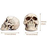 READAEER Life Size Human Skull Model 1:1 Replica Realistic Human Adult Skull Head Bone Model (White)