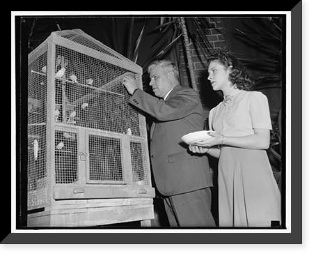 Historic Framed Print, Mexican Ambassador a canary fancier. Washington, D.C., Nov. 24. The Mexican Embassy resembles a bird store these days now that Ambassador Senor Dr. Don Francisco Castillo Najera has gone in for the breeding of canaries in a big way., 17-7/8" x 21-7/8"