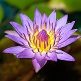 Mainam Nymphaea King Blue Live Aquarium Plant Tropical Water Lilies Tuber for Freshwater Fish Pond Balcony