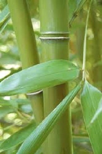 Box of 10 Phyllostachys Bissetii Bisset’s Bamboo #1 Size Live Plant