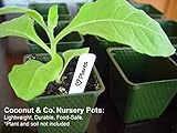 COCONUT & CO. 150 Square Plastic Nursery Greenhouse Plant Pots, 10 Plant Labels, Transplanting Guide & Seed Shaker Card Stage 2, 1 Pint, Made in USA, Food-Safe, No BPA, Seedling Containers