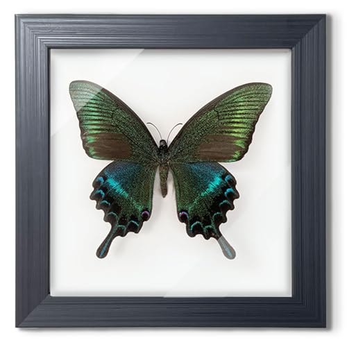 ITrixgan Taxidermy Framed Real Butterfly Taxidermy, Butterfly Specimen For Science Class Insect Lover, Gothic Home Decor Wall Decor, Taxidermia Goth Room Shelf Decor, Gothic Wall Art