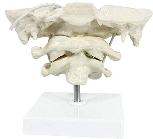 HEMIPLEGIA Model Educational Model Occiput Model - Human Cervical Spine Model Occipital Bone Model PVC Material Atlas and Axis with Occipital Bone Model for Medical Teaching Training Aid