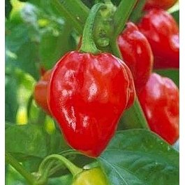 Clovers Garden Red Caribbean Habanero Pepper Plants- Two (2) Live Plants – Non-GMO - Not Seeds – Each 4"-8" Tall in 4 Inch Pots - 2X Hotter Than Ordinary Habaneros 300K SHU