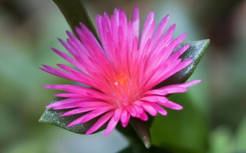 Aptenia Red Apple Live Plants - Pack of 2 - Baby Sun Rose 4-6 Inches Tall - Spreading Succulent with Red Blooms, Drought Tolerant, Great for Containers