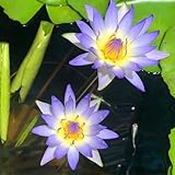 Mainam Blue Nymphaea Geena Live Aquarium Plant Tropical Water Lilies Tuber for Freshwater Fish Pond Balcony