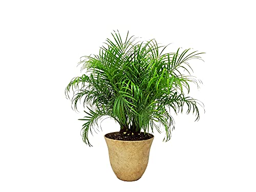 Roebellenii Palm Tree with Pot - Live Palm Tree Plant Kit - Overall Height 30" to 36" - Tropical Plants (Honeysuckle Fossil)