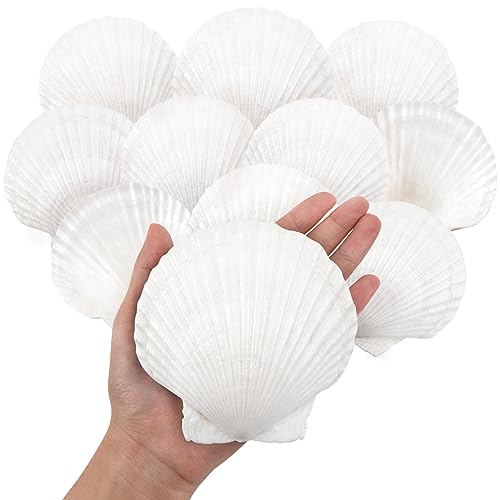 10PCS Large Natural Scallop Shells, 4''-5'' Large Shell for Crafts, DIY Painting, Baking and Beach Wedding Decorations - Large White Seashells Bulk for Ocean Themed Parties and Home Decor