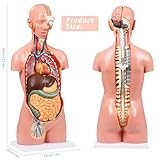 JNMFTD Human Torso Anatomy Model, 33.4" 17 Part Removable Life-Size Model with Heart Brain Visceral Organ Muscular Layers Bone Vessels Nerves Includes Product Manual for Medical Scientific Education