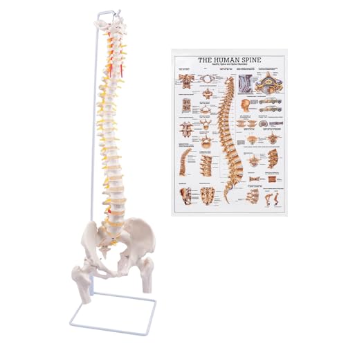 breesky Spine Model, 34.6" Life Size Spinal Cord Model Flexible Anatomical Spine with Vertebrae, Nerves, Arteries, Lumbar Column, and Male Pelvis with Stand for Science Study or Patient Education