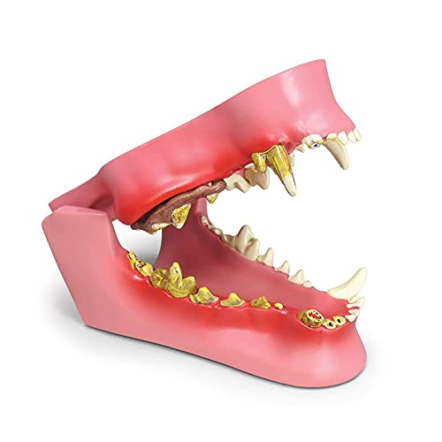 Canine Dental Model - Animal Body Anatomy of Dog Jaw with Common Pathologies for Veterinary Office Educational Tool