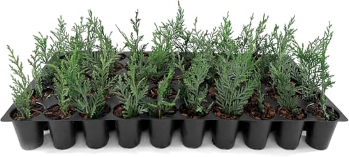 Leyland Cypress | 20 Live Plants | Cupressus × leylandii | Fast Growing Evergreen Trees | Privacy Hedge Plants for Landscaping
